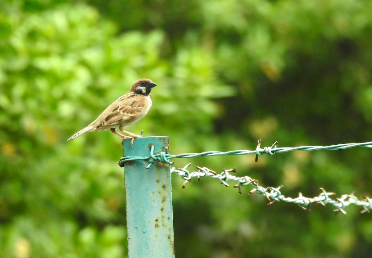 Eurasian Tree Sparrow - YM Liew