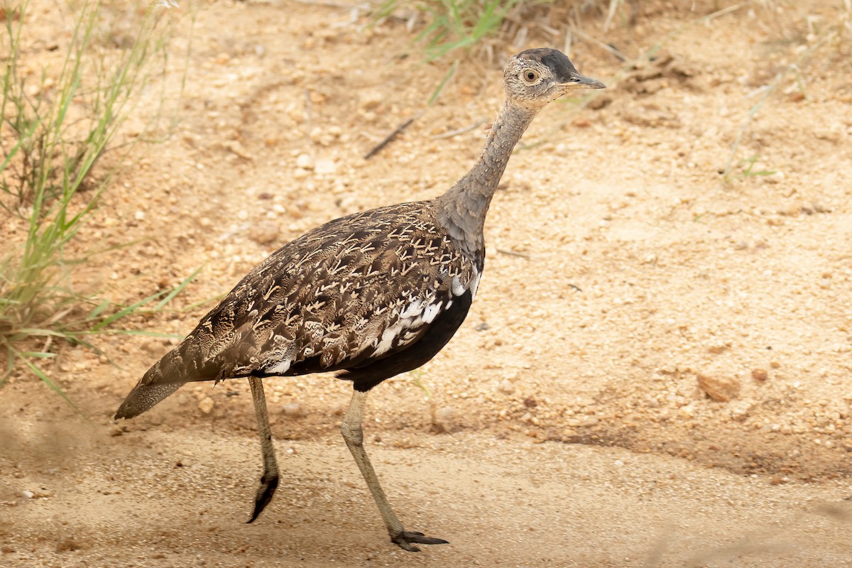 Red-crested Bustard - ML617157739