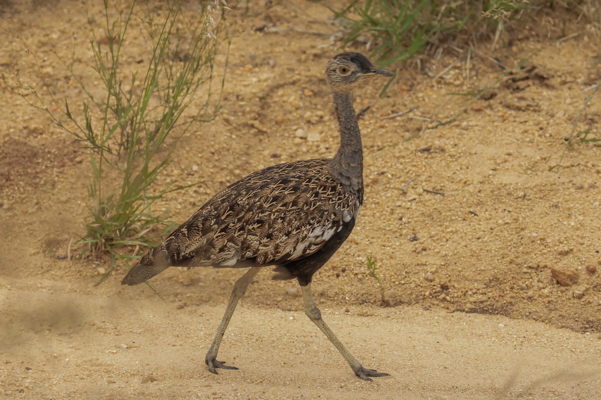 Red-crested Bustard - ML617157740