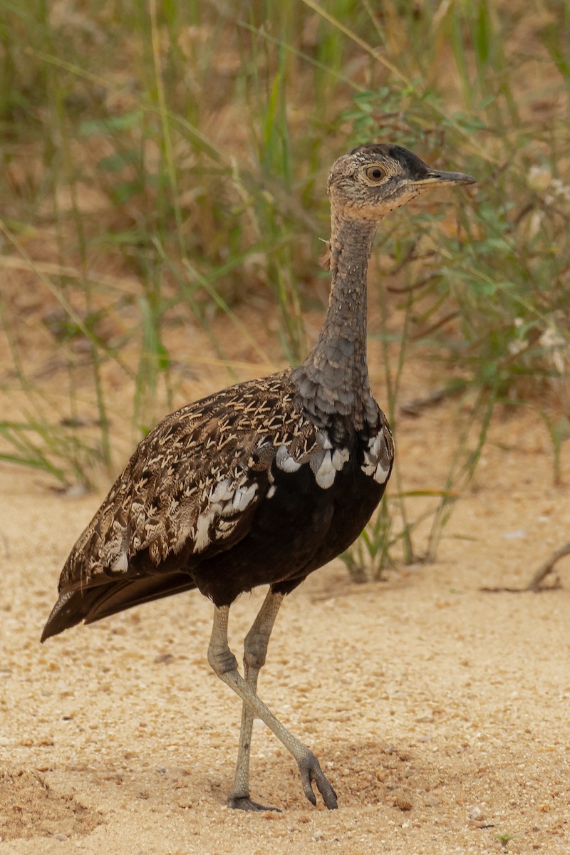 Red-crested Bustard - ML617157741