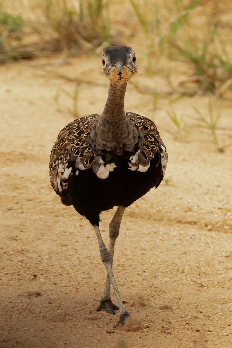 Red-crested Bustard - ML617157743