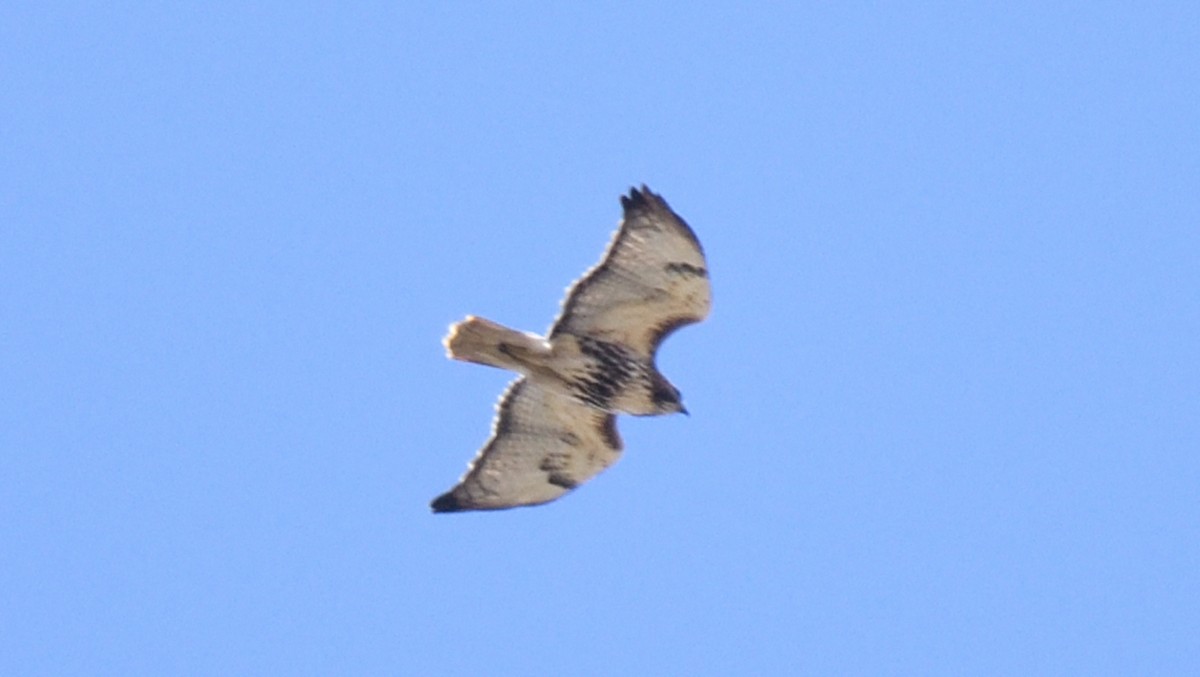 Red-tailed Hawk - Dominic Sherony