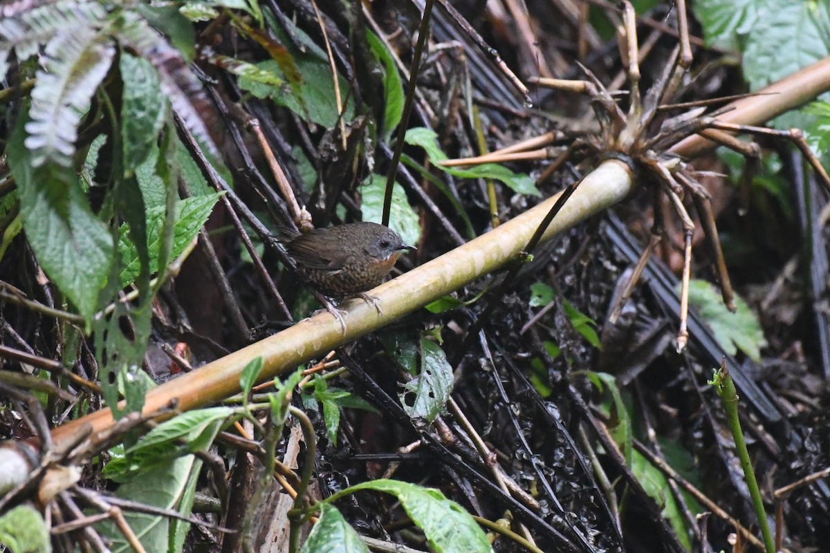 Rufous-throated Wren-Babbler - ML617157755
