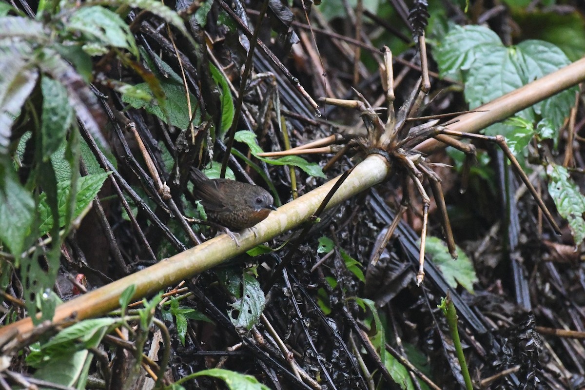 Rufous-throated Wren-Babbler - ML617157769