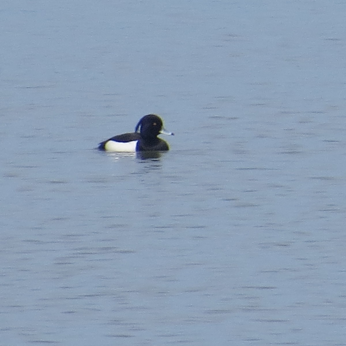 Tufted Duck - ML617157773