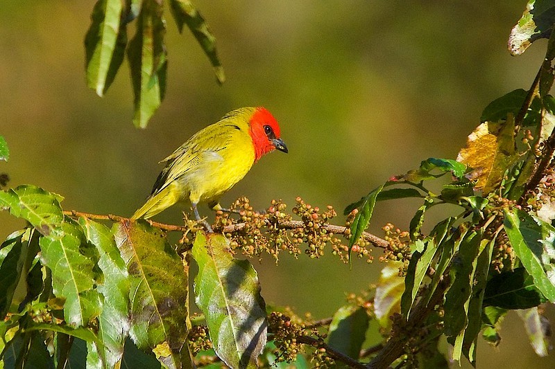 Red-headed Tanager - ML617157912