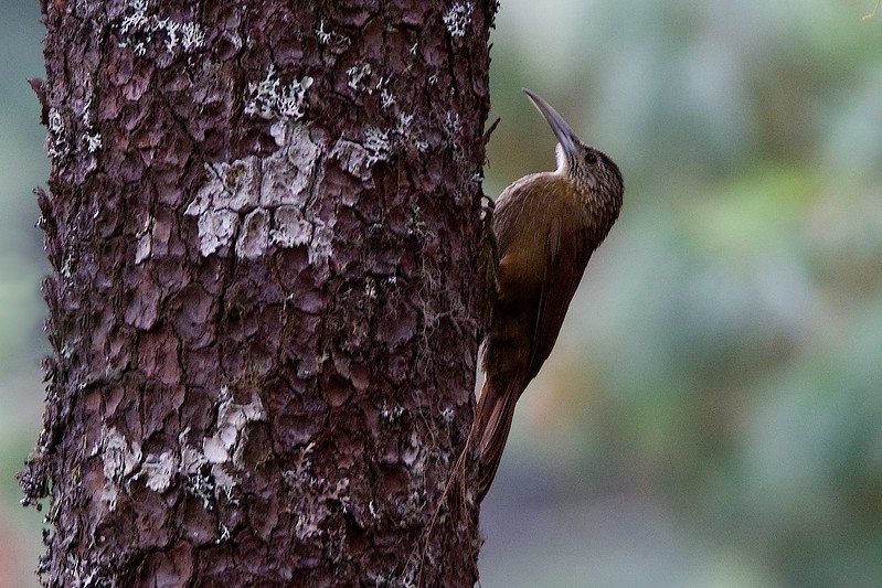 Strong-billed Woodcreeper - ML617157956