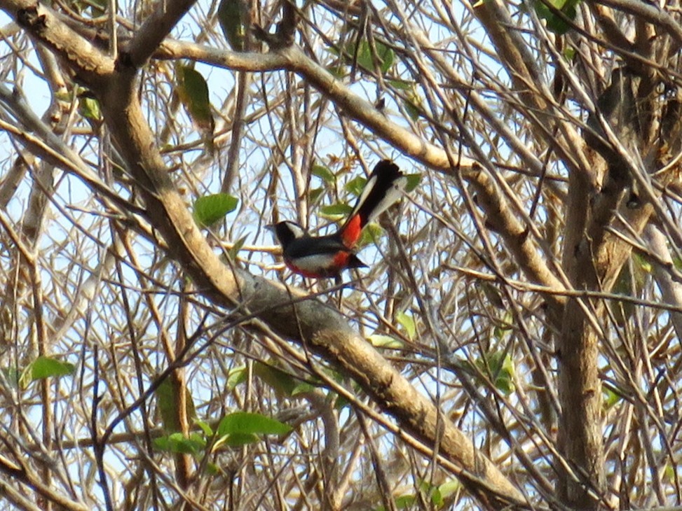 Red-breasted Chat - Michel Turcot