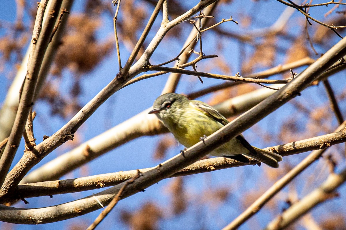 White-fronted Tyrannulet - ML617158167