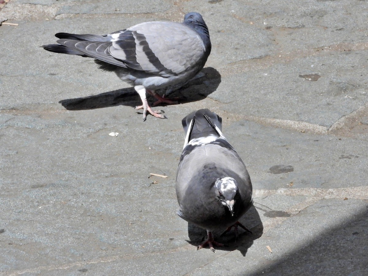 Rock Pigeon (Feral Pigeon) - ML617158180
