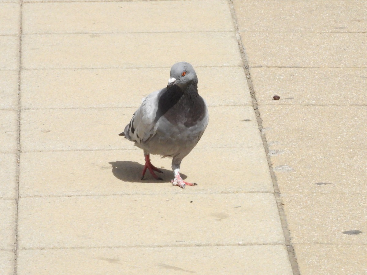 Rock Pigeon (Feral Pigeon) - ML617158182
