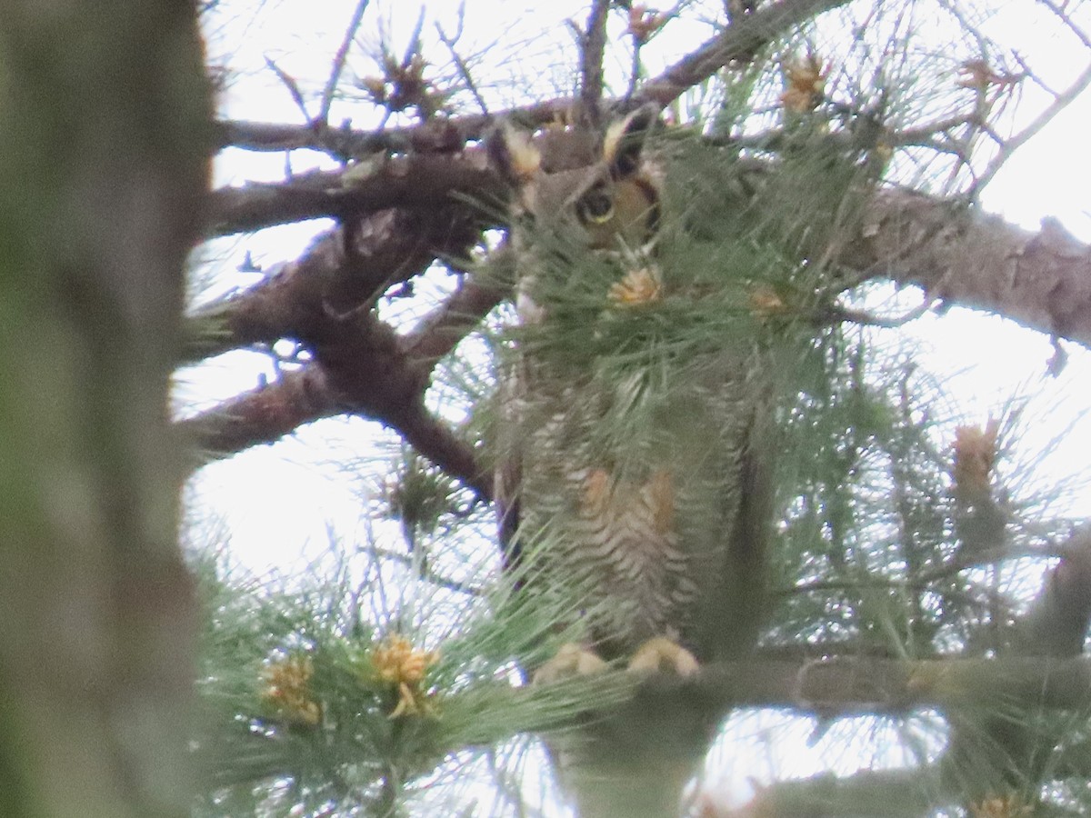 Great Horned Owl - ML617158184