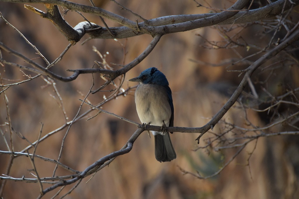 Mexican Jay - ML617158274