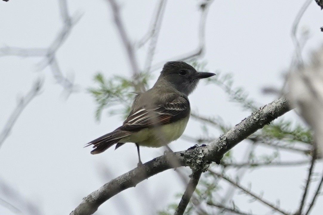Great Crested Flycatcher - ML617158309