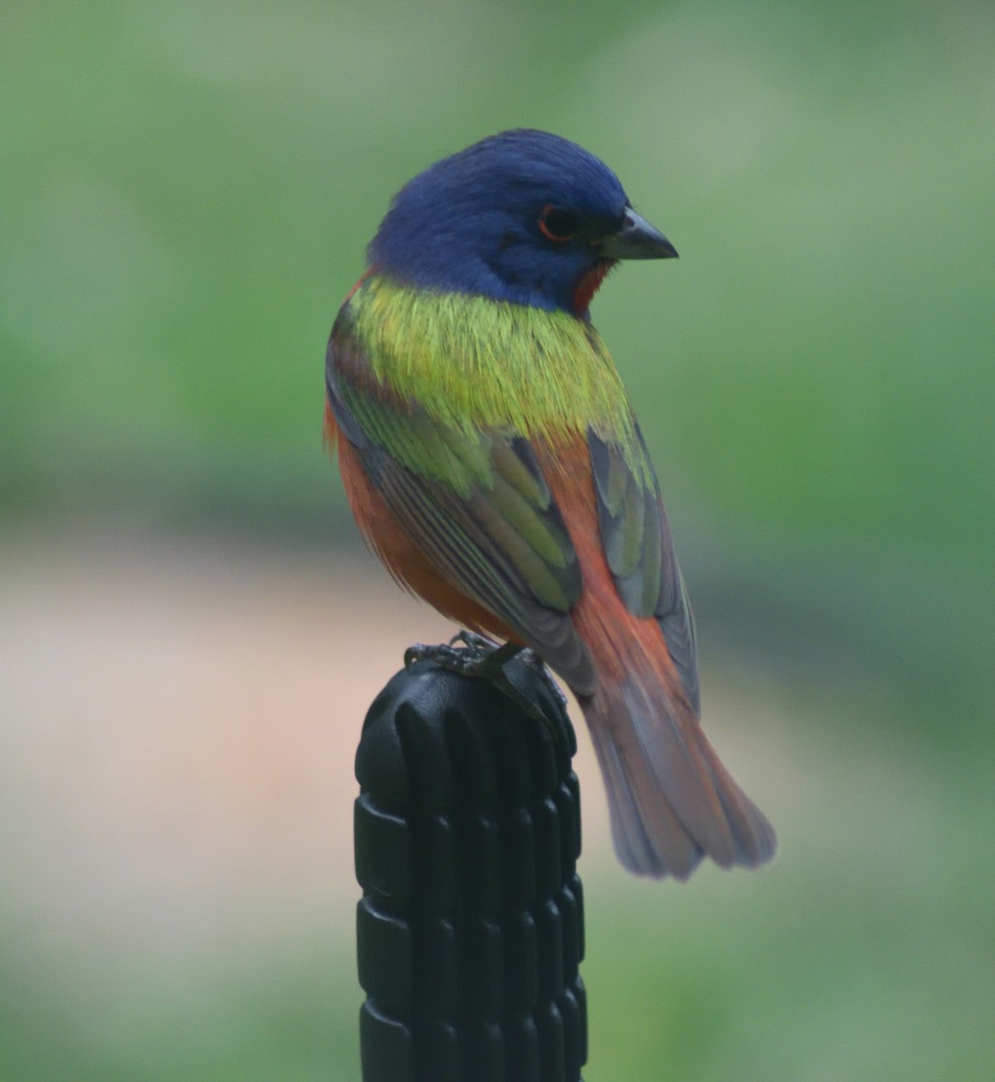 Painted Bunting - ML617158324