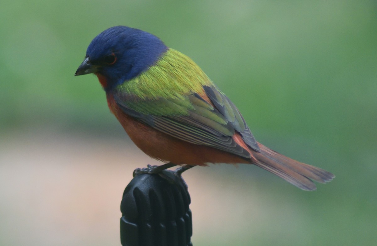 Painted Bunting - ML617158325
