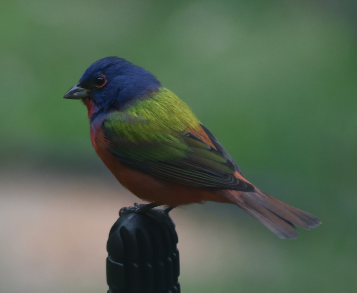 Painted Bunting - ML617158326
