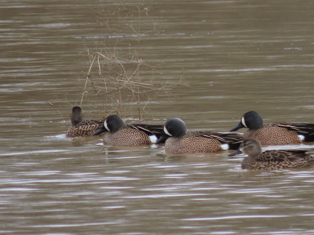 Pennsylvania Bird Atlas Checklist - 6 Apr 2024 - Wingfield Pines - 35 ...