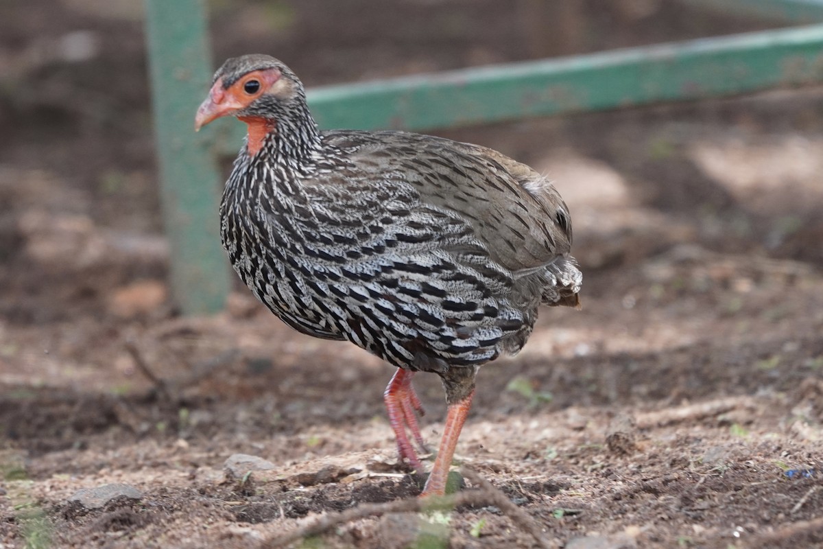 Red-necked Spurfowl - ML617158369