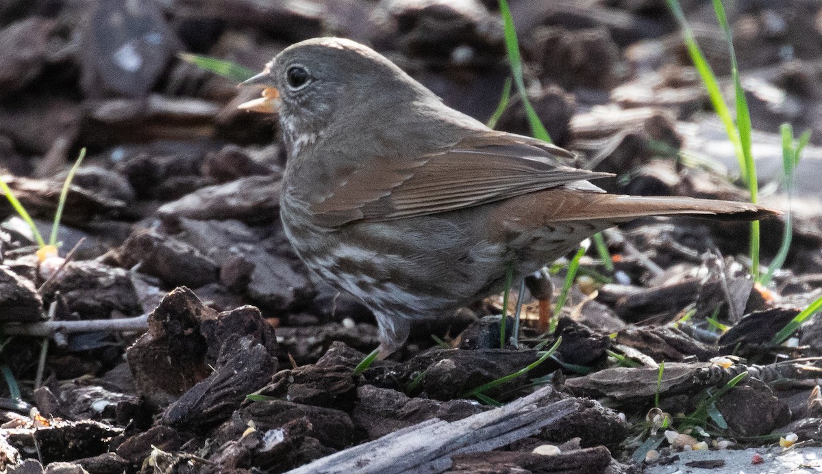 Fox Sparrow (Slate-colored) - ML617158427