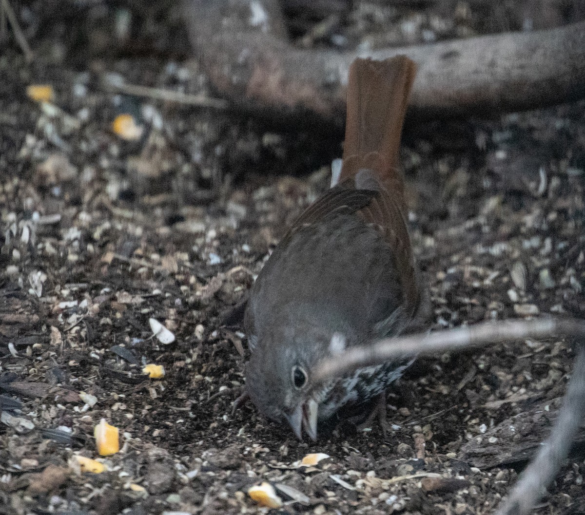 Fox Sparrow (Slate-colored) - ML617158430