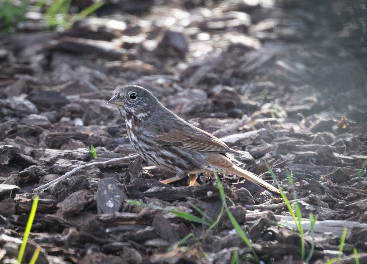 Fox Sparrow (Slate-colored) - ML617158431