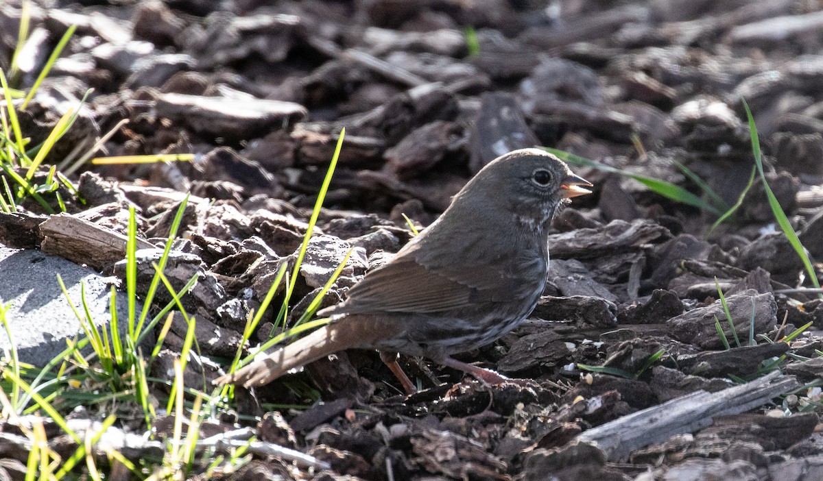 Fox Sparrow (Slate-colored) - ML617158432