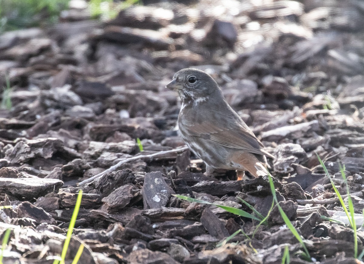 Fox Sparrow (Slate-colored) - ML617158433