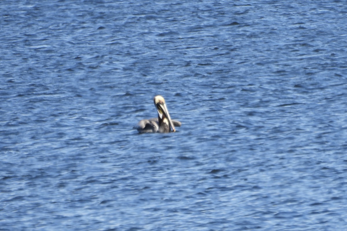 pelikán hnědý - ML617158477