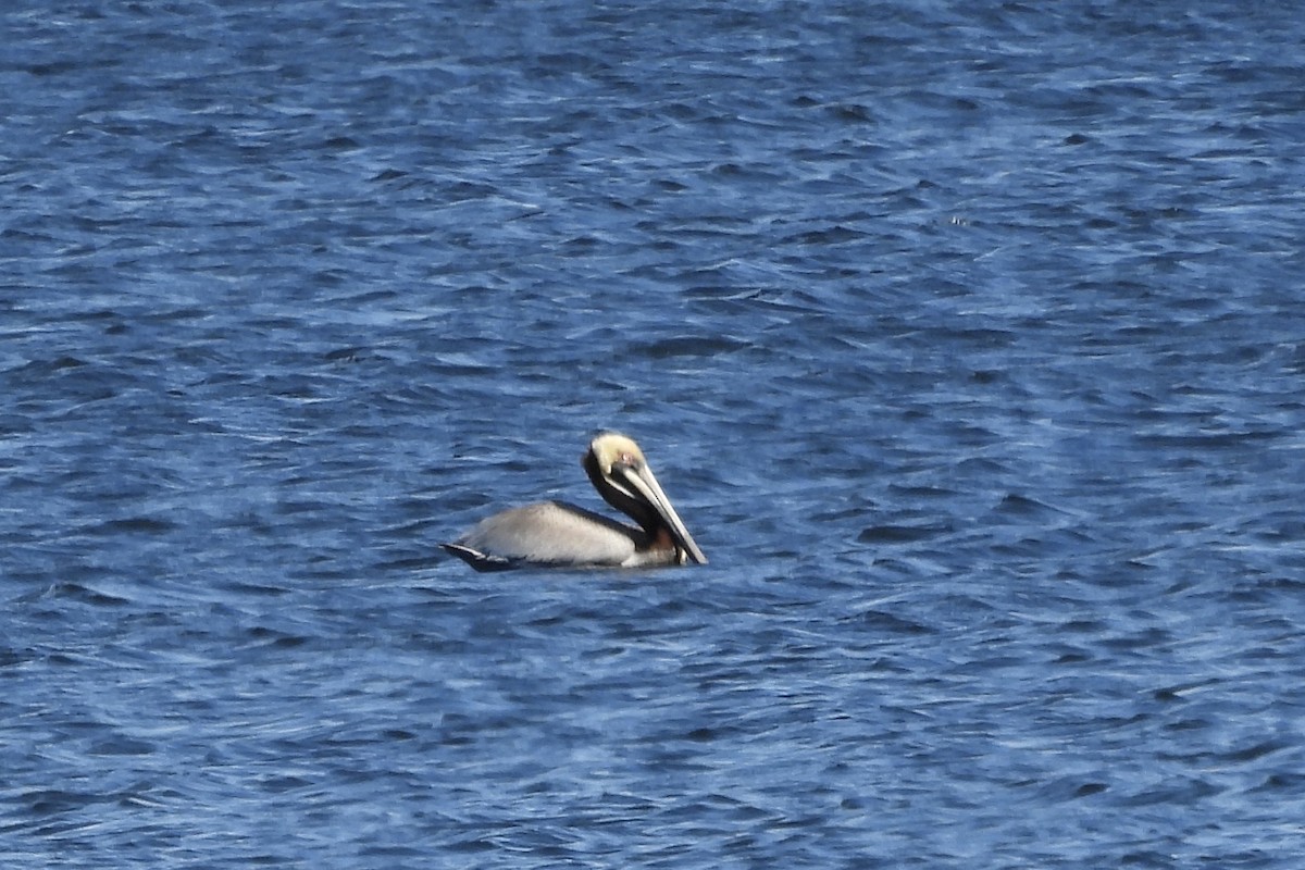 pelikán hnědý - ML617158486