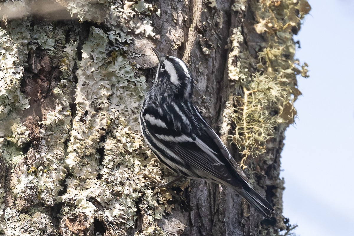 Black-and-white Warbler - ML617158513