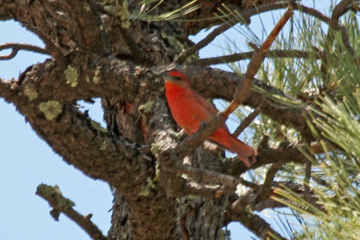 Hepatic Tanager - ML617158520