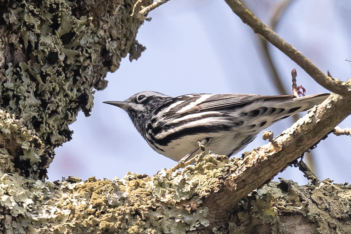 Black-and-white Warbler - ML617158525