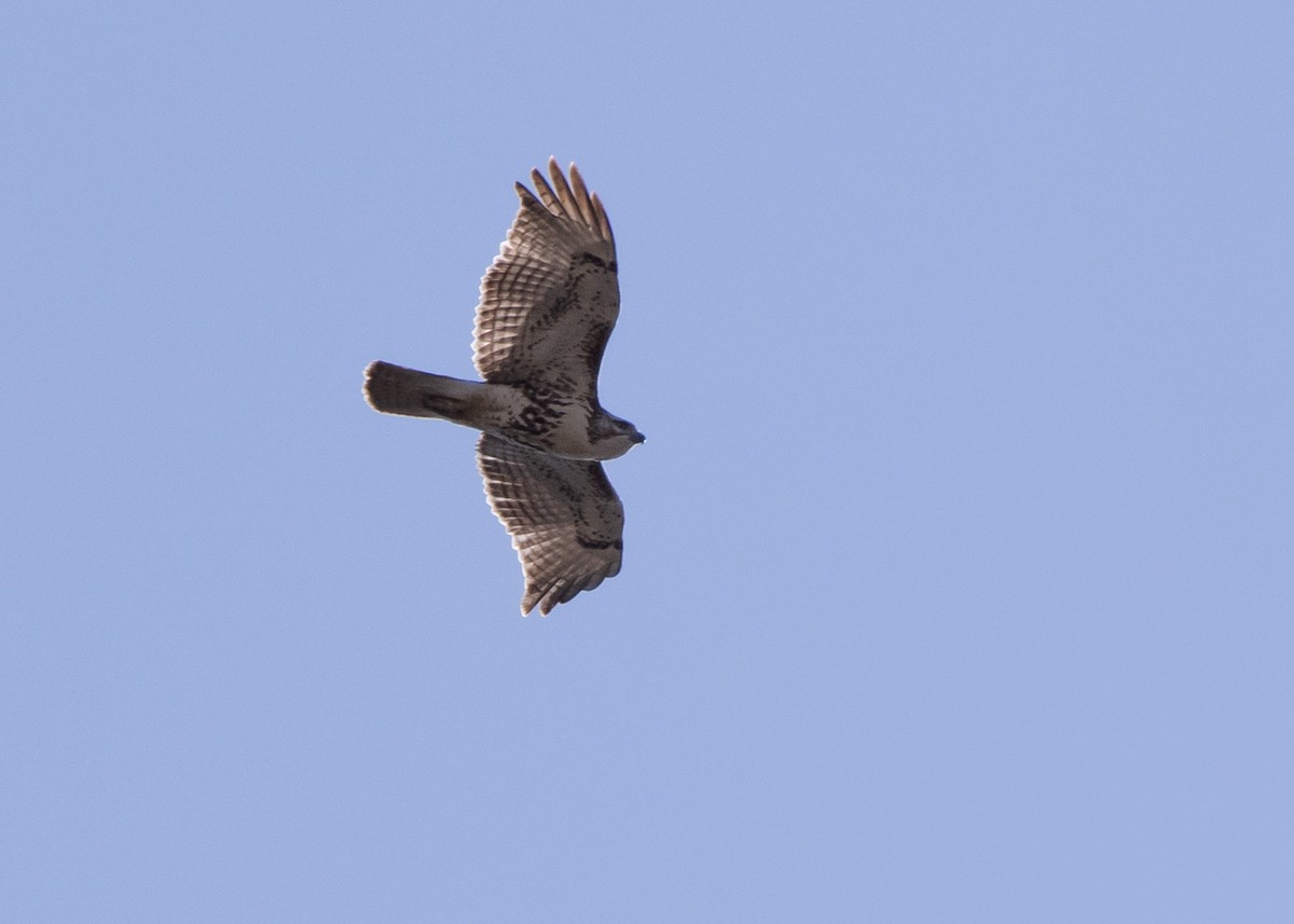 Red-tailed Hawk - ML617158582