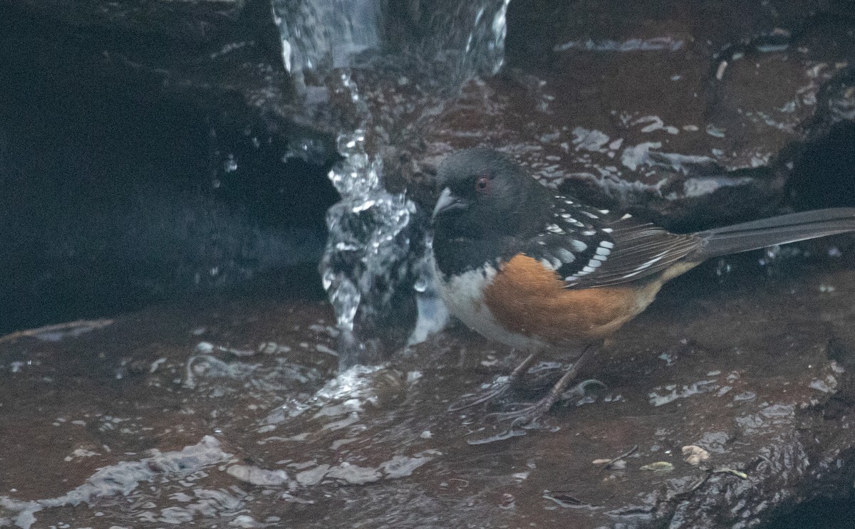 Spotted Towhee - ML617158611