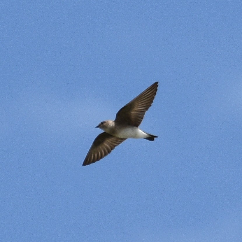 Northern Rough-winged Swallow - ML617158647