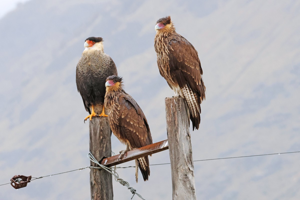 Crested Caracara (Southern) - ML617158711
