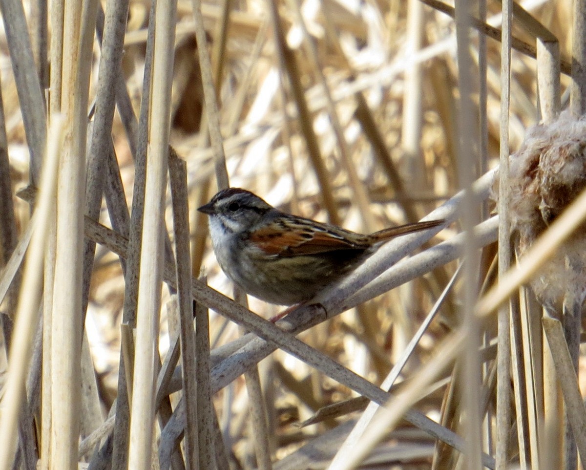 Swamp Sparrow - Pam Campbell