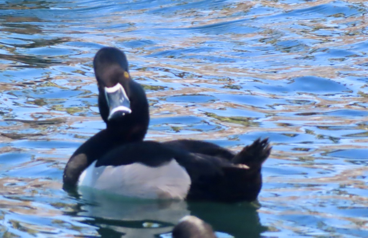 Ring-necked Duck - ML617158794