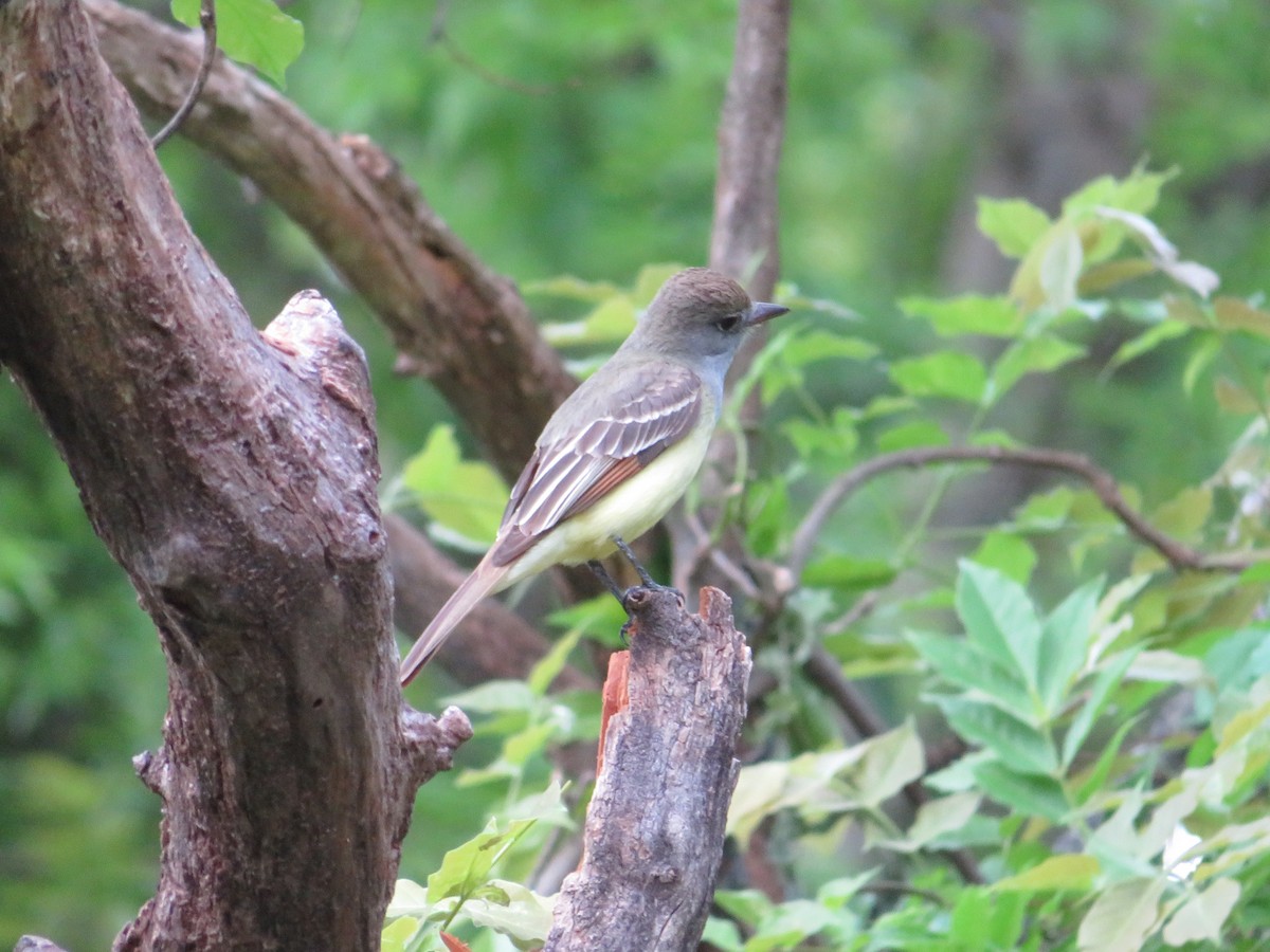 Great Crested Flycatcher - ML617158877