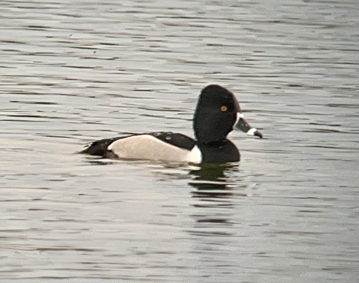 Ring-necked Duck - ML617158938