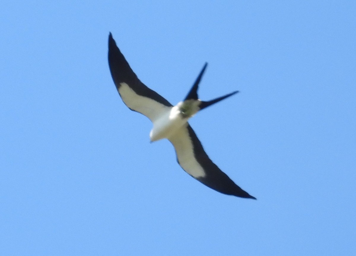 Swallow-tailed Kite - Kathy Springer