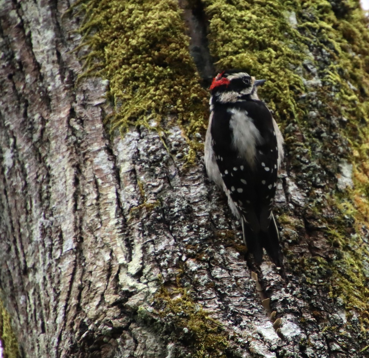 Downy Woodpecker (Pacific) - ML617158975