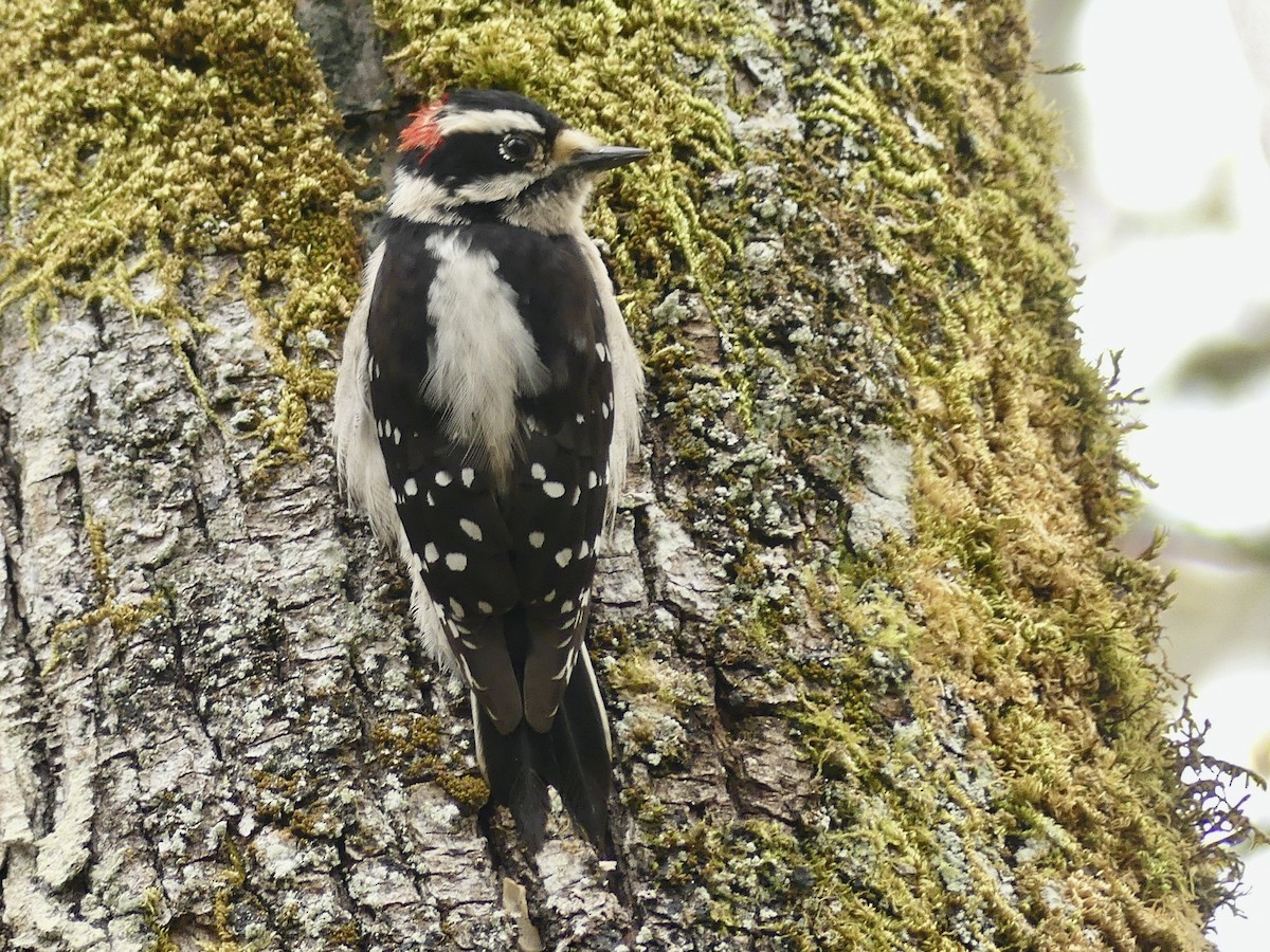 Downy Woodpecker (Pacific) - ML617158991