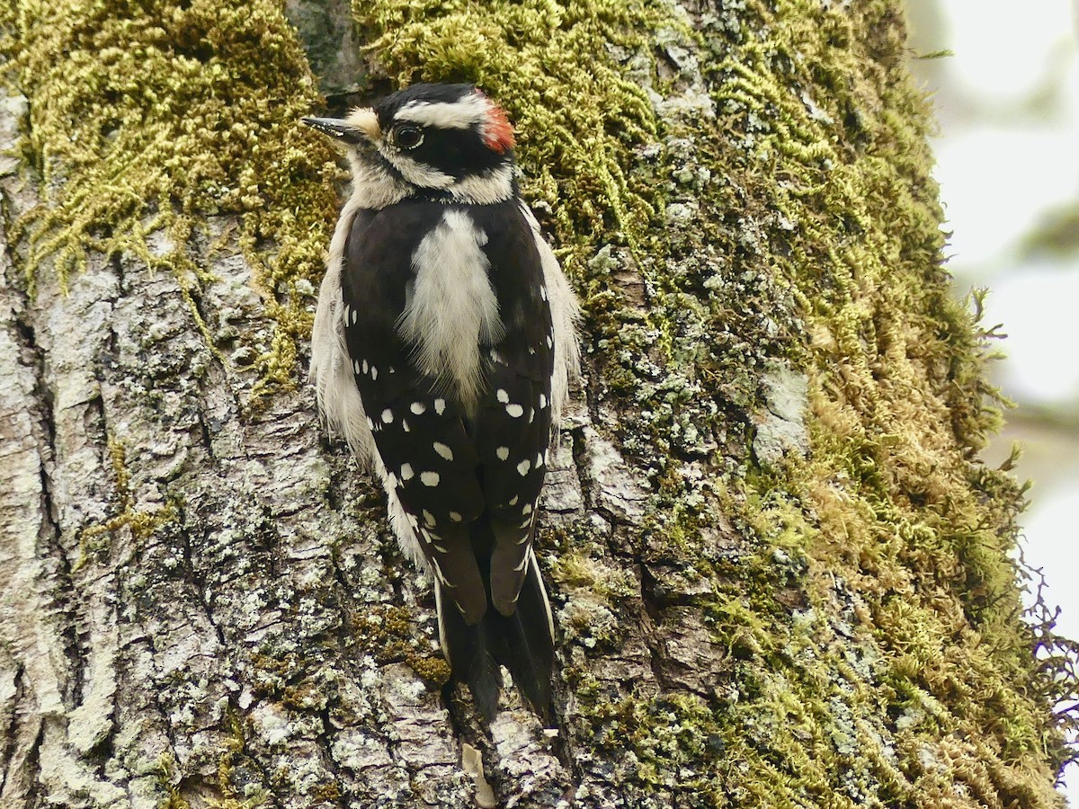 Downy Woodpecker (Pacific) - ML617158992