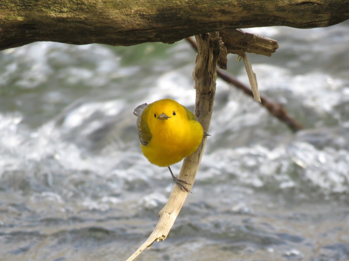 Pennsylvania eBird Checklist 9 Apr 2024 Millbrook Farms Recreation