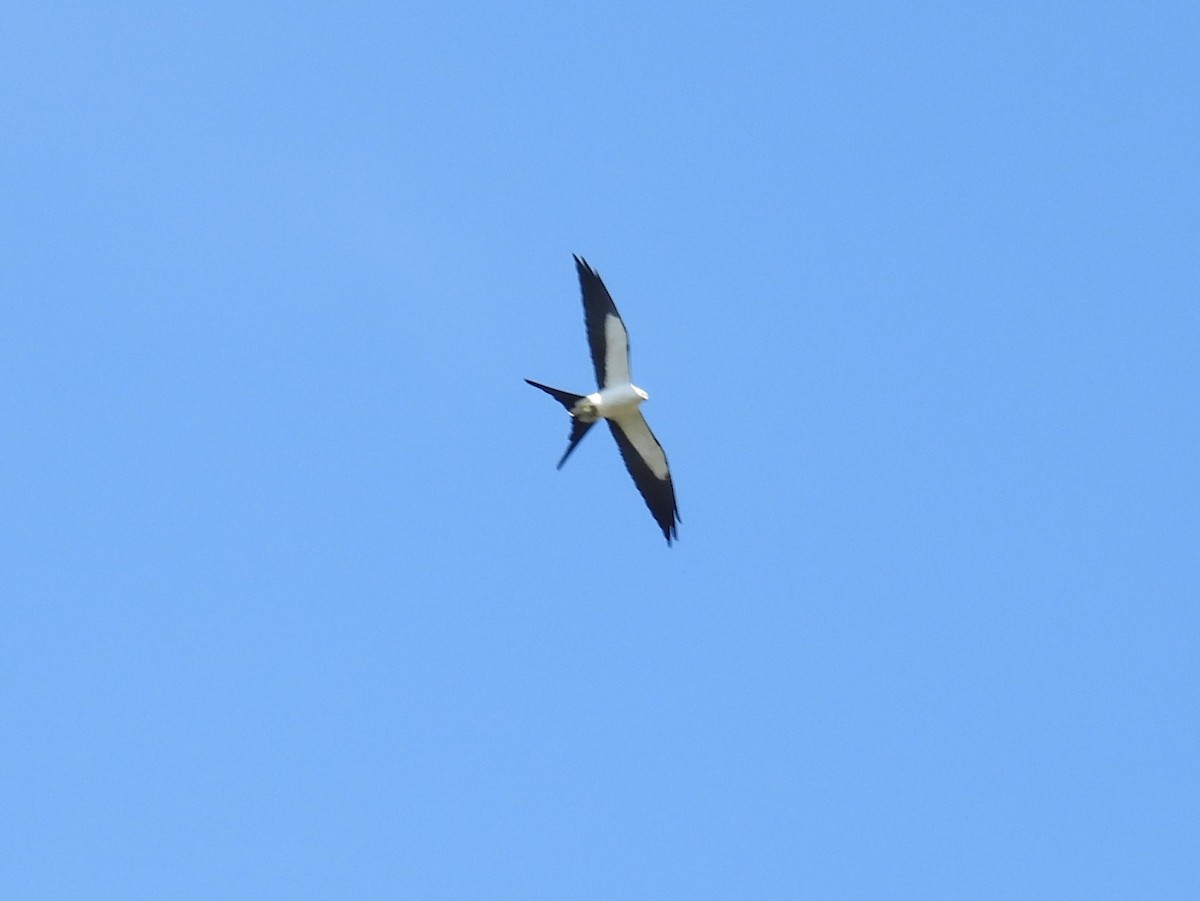 Swallow-tailed Kite - ML617159014
