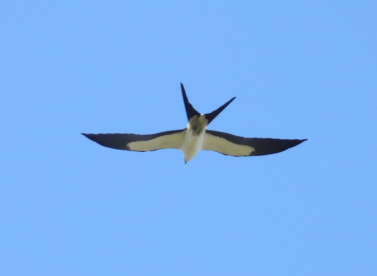 Swallow-tailed Kite - Kathy Springer