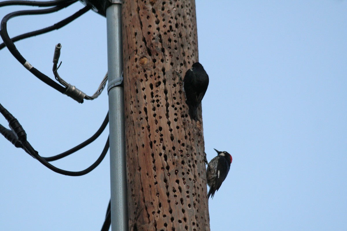 Acorn Woodpecker - ML617159116