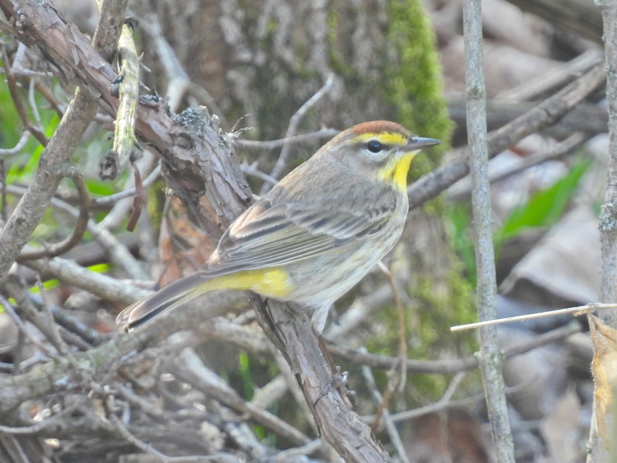 Palm Warbler (Western) - Chase Masters